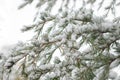 Branches and needles of a Cedar of Lebanon tree Cedrus libani under a layer of snow.