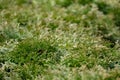 Branches of needles, focus in the center.