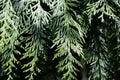 Branches of a Nootka ceder, Cupressus nootkatensis