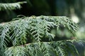 Branches of a Nootka ceder, Cupressus nootkatensis