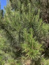 Branches and needles of a pine growing in bushland Australia Royalty Free Stock Photo