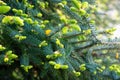 Branches and Needles of Spanish fir tree or Pinsapo (abies pinsapo) - Zahara de la Sierra, Andalusia, Spain