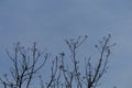 Branches of a neem tree with blue sky background Royalty Free Stock Photo