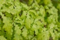 Branches of the northern red oak with green serrated leaves covered with water drops during a rain, background. Fresh Royalty Free Stock Photo