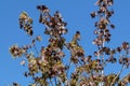 Branches of Norway maple Acer platanoides tree with young purple leaves and yellow flowers against blue sky Royalty Free Stock Photo