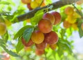 Branches with not ripe yellow red cherry plum fruit in the garden Royalty Free Stock Photo