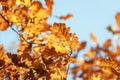 branches oak with Golden leaves on a blue clear sky background in autumn Sunny Park Royalty Free Stock Photo