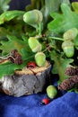 Branches of oak tree with green acorns Royalty Free Stock Photo