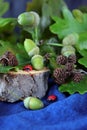 Branches of oak tree with green acorns Royalty Free Stock Photo