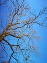 Branches of an oak tree without leaves on a blue sky background. Spring. Turquoise blue clear sky Royalty Free Stock Photo