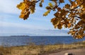Oak yellow autumn leaves on the background of the Gulf of Finland and the blue sky on a Sunny day Royalty Free Stock Photo