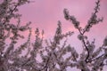 Blooming plum tree Royalty Free Stock Photo