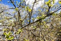 branches of old apple tree with buds in spring Royalty Free Stock Photo