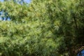 Branches of the old eastern white pine close-up Royalty Free Stock Photo