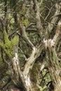 The branches of an old mossy fallen tree in the forest