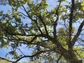 Branches of an old oak on a background of blue sky. A large tree with wide branches in the autumn forest. Tall tree with green Royalty Free Stock Photo