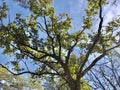 Branches of an old oak on a background of blue sky. A large tree with wide branches in the autumn forest. Tall tree with green Royalty Free Stock Photo