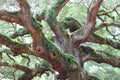 Branches of Old Oak Tree Royalty Free Stock Photo