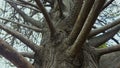 Branches of old park tree in botanical garden, ancestry connection, history