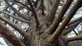 Branches of old park tree in botanical garden, ancestry connection, history