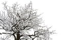 The branches of the old pear with frozen ice crystals hoarfrost