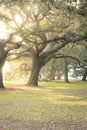 The branches of an old southern oak tree Royalty Free Stock Photo