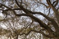 The branches of an old southern oak tree Royalty Free Stock Photo