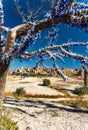 The branches of tree decorated with evil eye amulets, Goreme, Cappadocia, Turkey Royalty Free Stock Photo