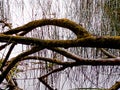 Branches of an old tree in front of reflecting reed in the water of a lake Royalty Free Stock Photo