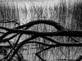 Branches of an old tree in front of reflecting reed in the water of a lake Royalty Free Stock Photo