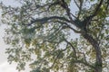 Branches of old tree and green leaves. Royalty Free Stock Photo
