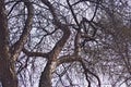 Branches of old trees with blossoming buds Royalty Free Stock Photo