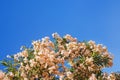 Branches of oleander tree with white flowers against  blue sky, free space for text Royalty Free Stock Photo