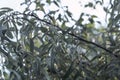 Branches of oleaster wild olive tree. Royalty Free Stock Photo