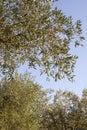 Branches of olive tree. Beautiful summer landscape of Toscana, Italy with olive trees. Royalty Free Stock Photo