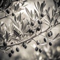 Branches of olive tree in black and white Royalty Free Stock Photo