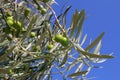 Branches, olive tree with olive fruit, green olive leaves, blue sky and olive tree, Mediterranean nature