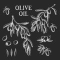 Branches of an olive tree with fruits, drawn in chalk. Vector illustration.