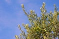 Branches of olive tree with leaves and fruits against blue sky Royalty Free Stock Photo