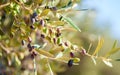 Branches with Olives in different stages of ripening, Puglia Apulia,  Italy.  Selective Focus. Shallow DOF Royalty Free Stock Photo