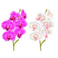 Branches orchid Phalaenopsis purple and white flowers and leaves tropical plants stem and buds on a white background vintage vec Royalty Free Stock Photo