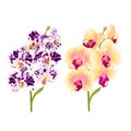 Branches orchid Phalaenopsis yellow and spotted purple and white flowers and leaves tropical plants stem and buds on a white bac Royalty Free Stock Photo