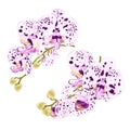 Branches orchids dots purple and white flowers tropical plant Phalaenopsis on a white background Royalty Free Stock Photo