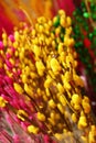 Branches of painted yellow, pink and green colors willow on a flower market. Royalty Free Stock Photo