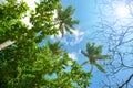 Branches of palm tree against beautiful blue sky Royalty Free Stock Photo