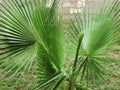 Branches of a palm tree near the wall Royalty Free Stock Photo