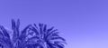 Branches of palm trees on the background of blue sky - toned in ttrendy blue color. Banner