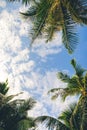 Branches of palms under sky background