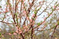 Branches of peach tree in the period of spring flowering Royalty Free Stock Photo