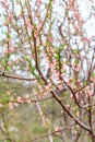 Branches of peach tree in the period of spring flowering Royalty Free Stock Photo